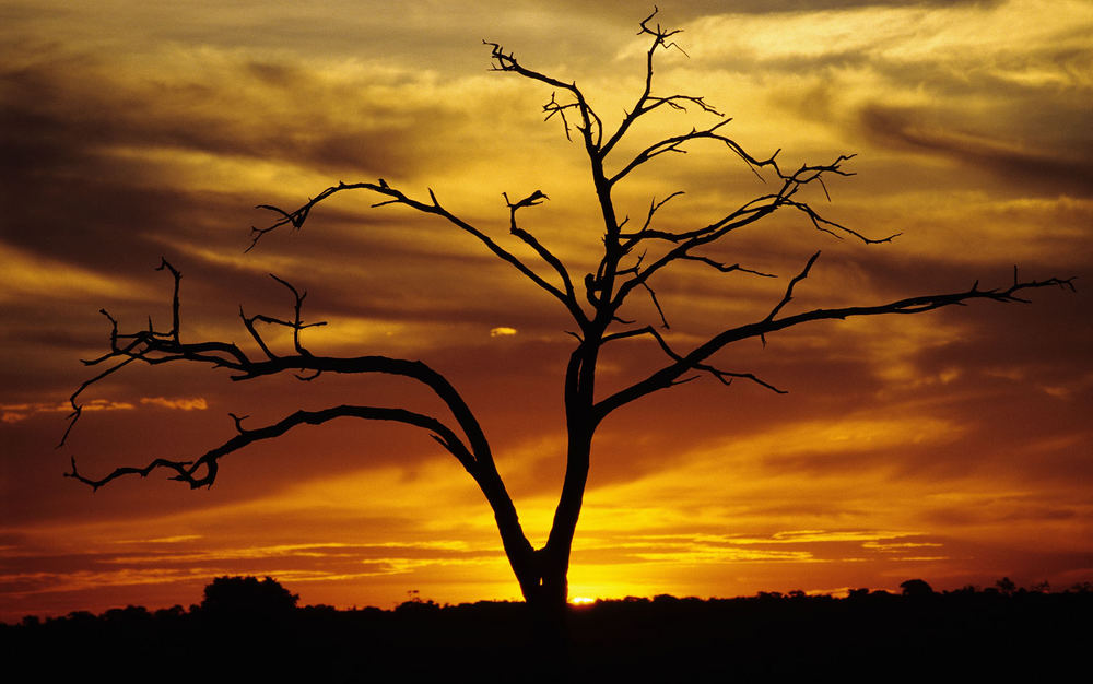 Okavango Sunset