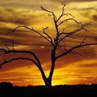 Okavango Sunset