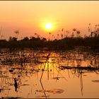 [ Okavango Wetlands ]