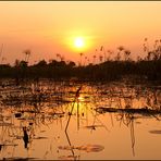 [ Okavango Wetlands ]