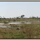 OkavangoDelta-Moremi Landzunge - Xini Lagoon