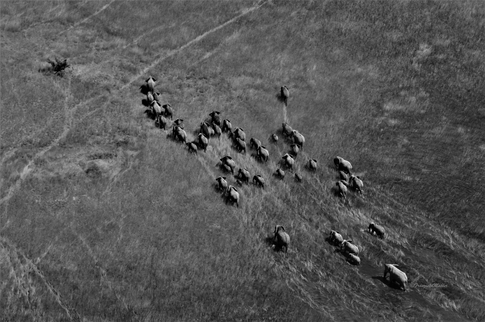 Okavangos Elephants