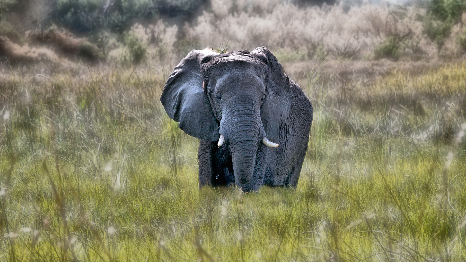 Okawango Elefant