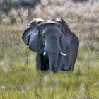 Okawango Elefant