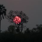 Okawango sunset II 