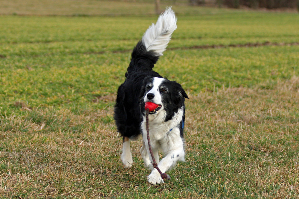 Okay, nun rechte Pfote vor, Ball halten.