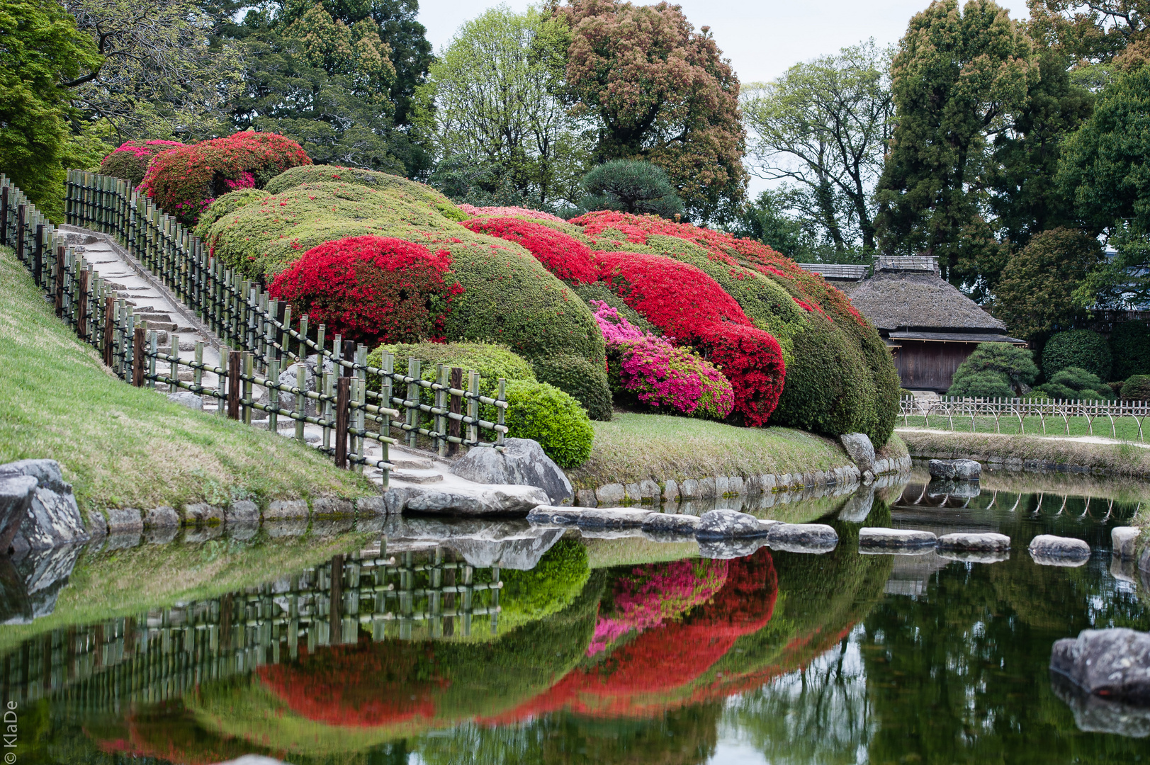 Okayama - Koraku-en - Azaleen-Blüte