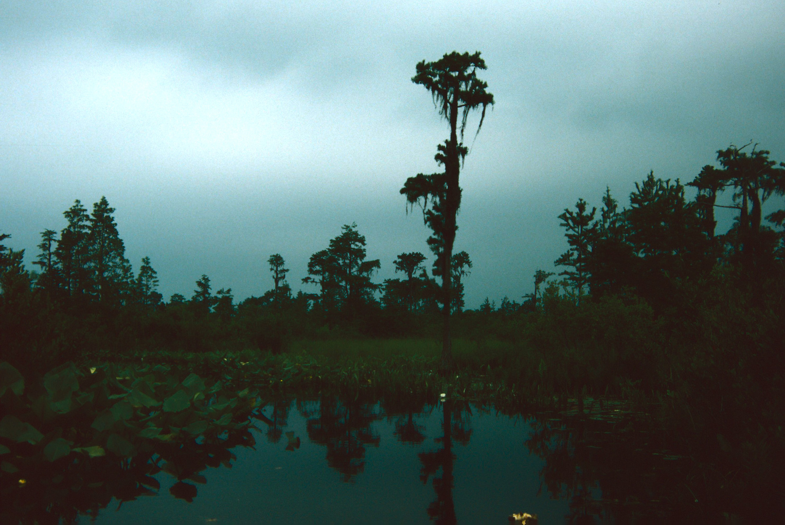 Okefenokee, GA - 1988