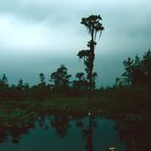 Okefenokee, GA - 1988