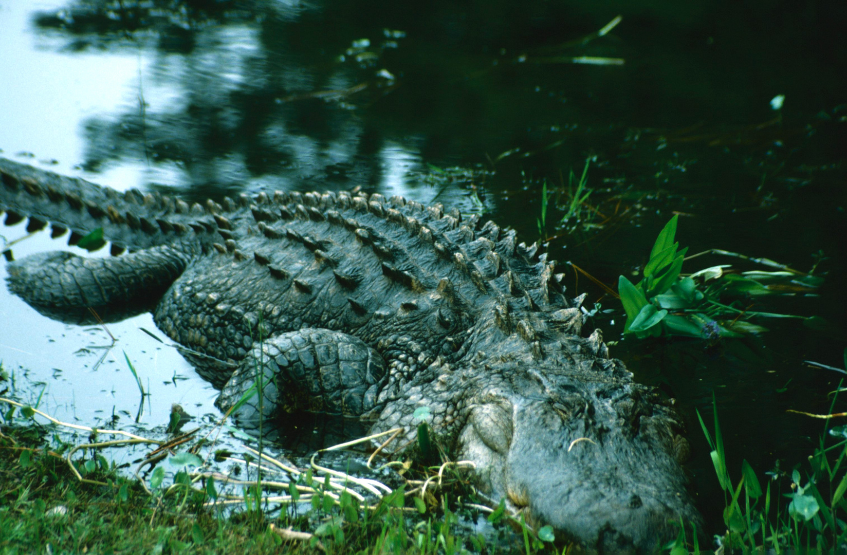 Okefenokee, GA - 1988