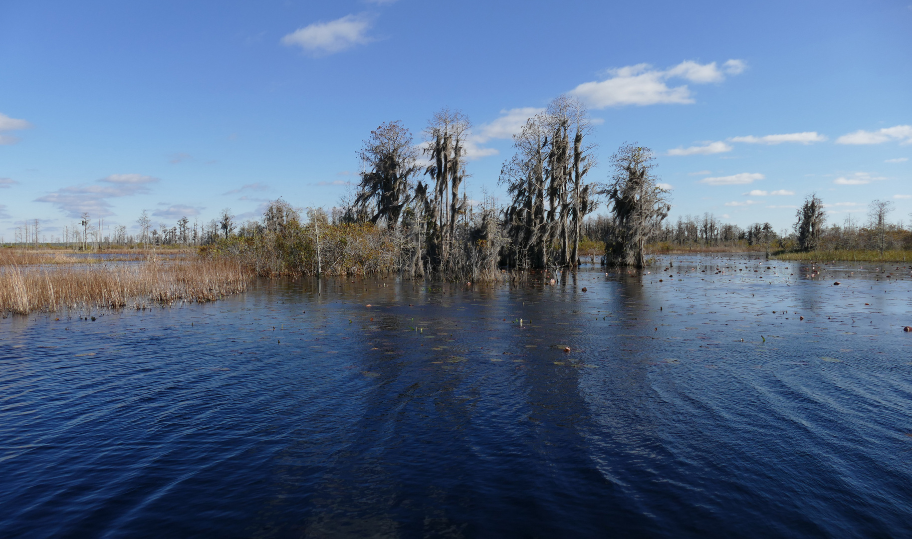 Okefenokee-Sumpf im Januar