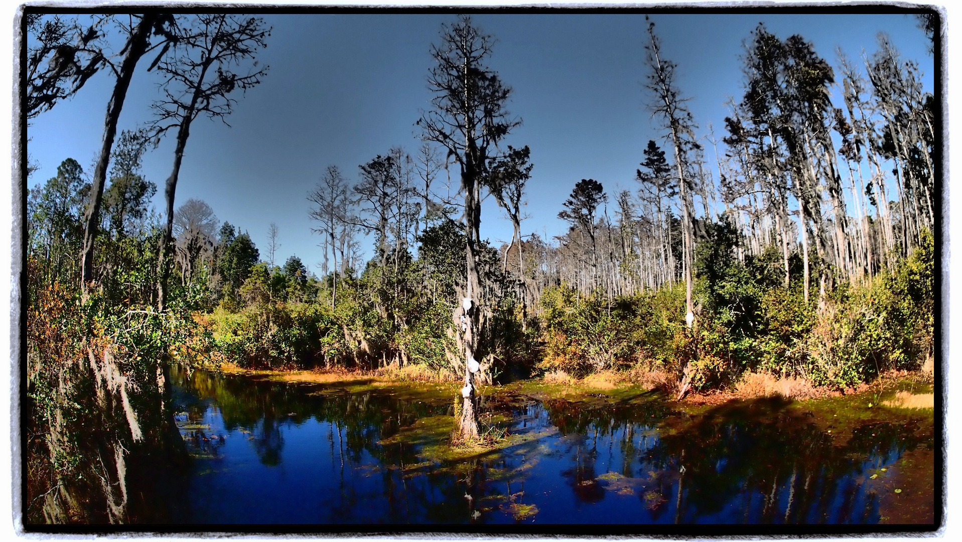 Okefenokee Swamp Georgia - Florida