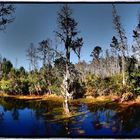 Okefenokee Swamp Georgia - Florida