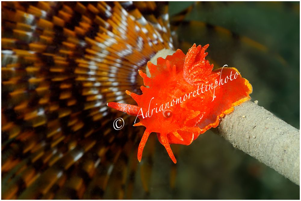 Okenia elegans