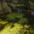 Oker bei Leiferde mit Wasserpflanzen