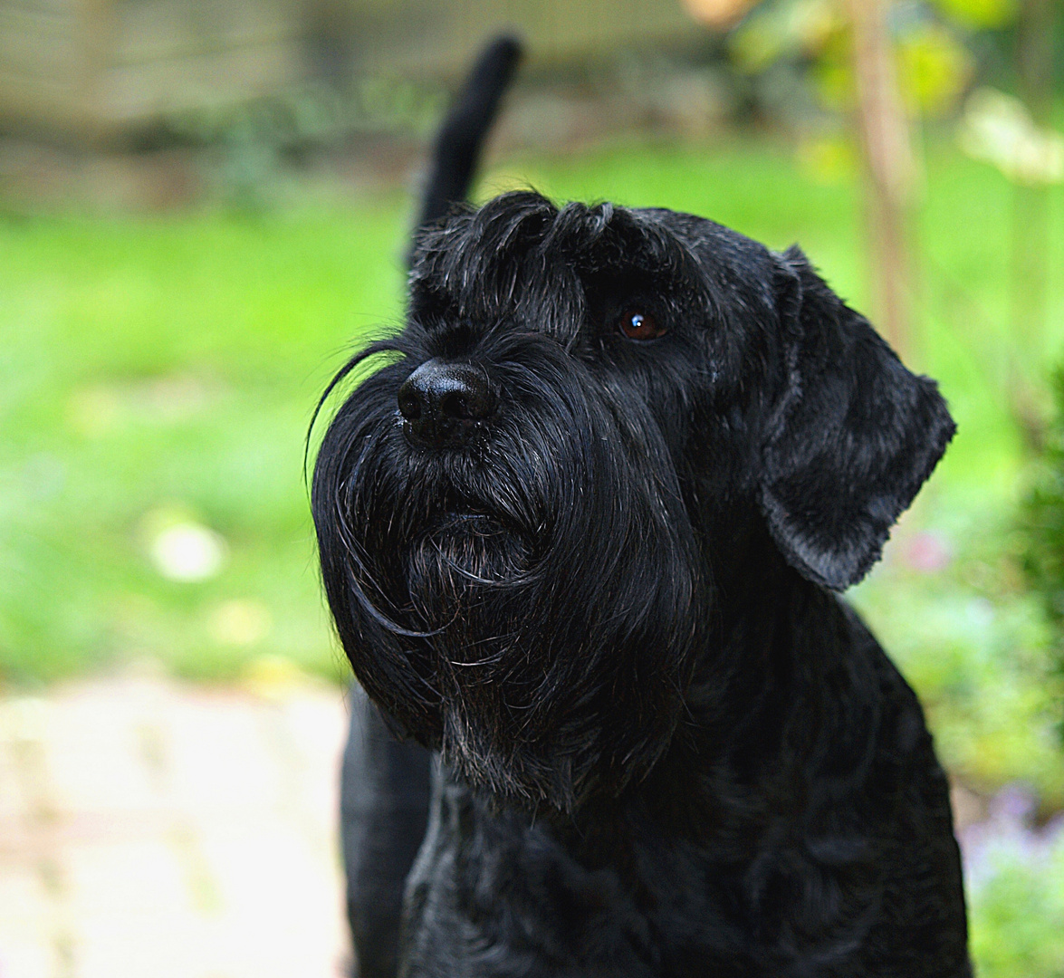 Okira, meine Riesenschnauzerin