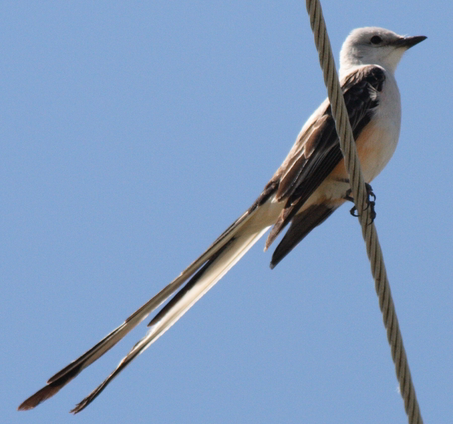 Oklahoma - Scissortail