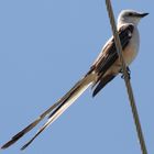 Oklahoma - Scissortail