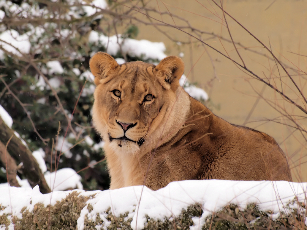 OKOA die Löwin im Basler Zoo