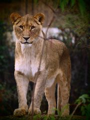 Okoa die Löwin vom Basler Zoo