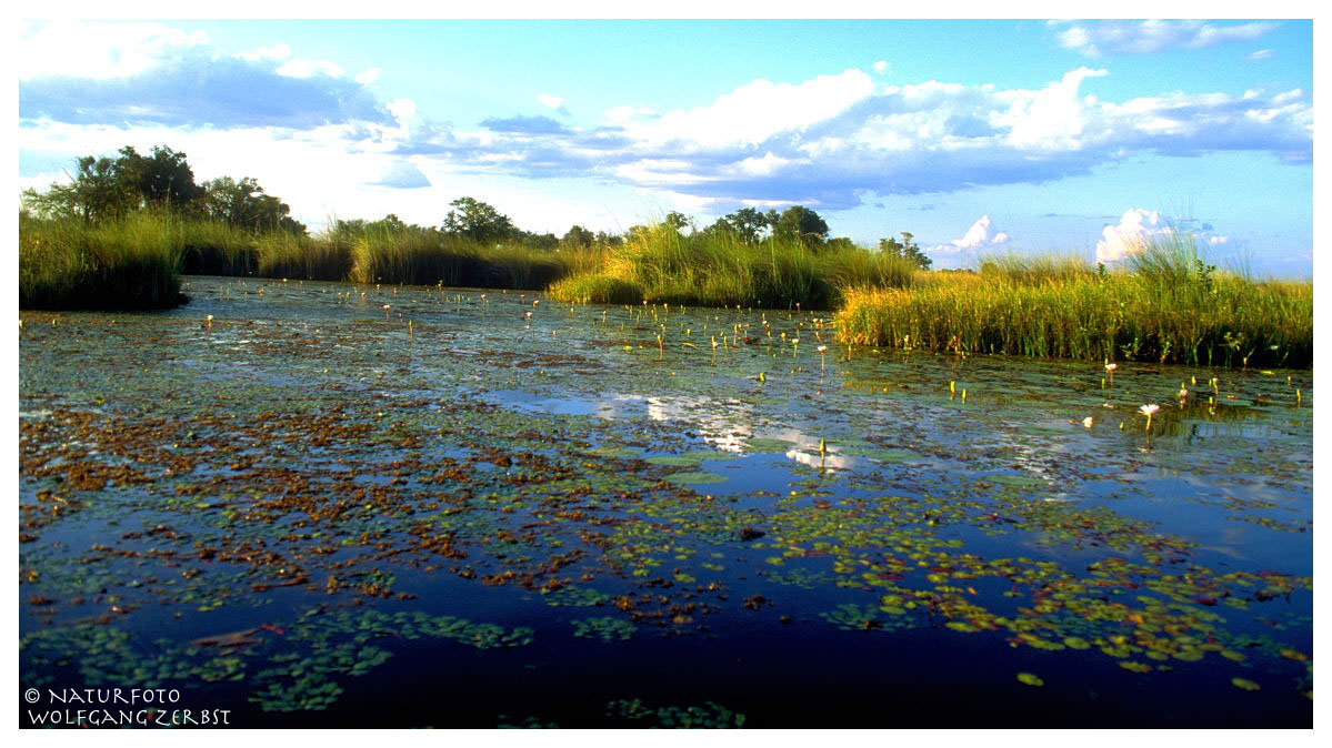 ---- Okoavango-Delta Nr 1. ---- ( Botswana, südliches Afrika )