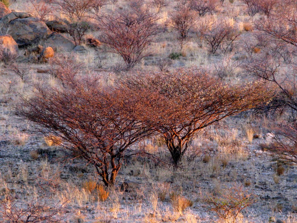 Okombahe, Namibia 2008