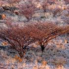 Okombahe, Namibia 2008