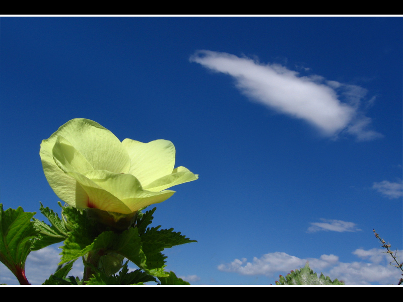 OKRA and CLOUD