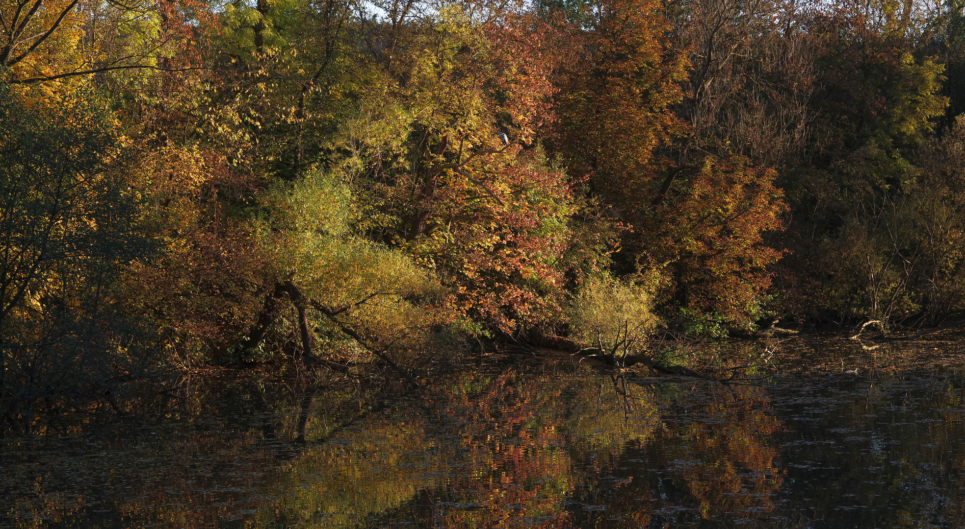 Oktober 2016 am alten Neckar...3