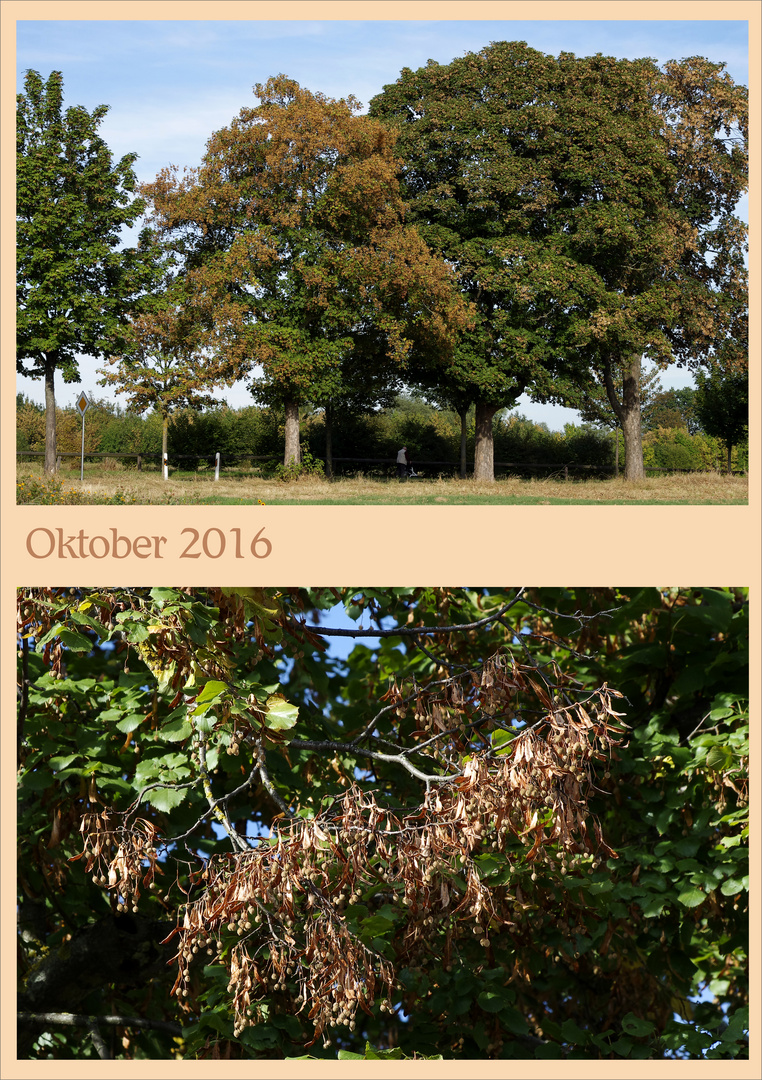 Oktober 2016 - herrliche Herbstfarben