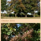 Oktober 2016 - herrliche Herbstfarben