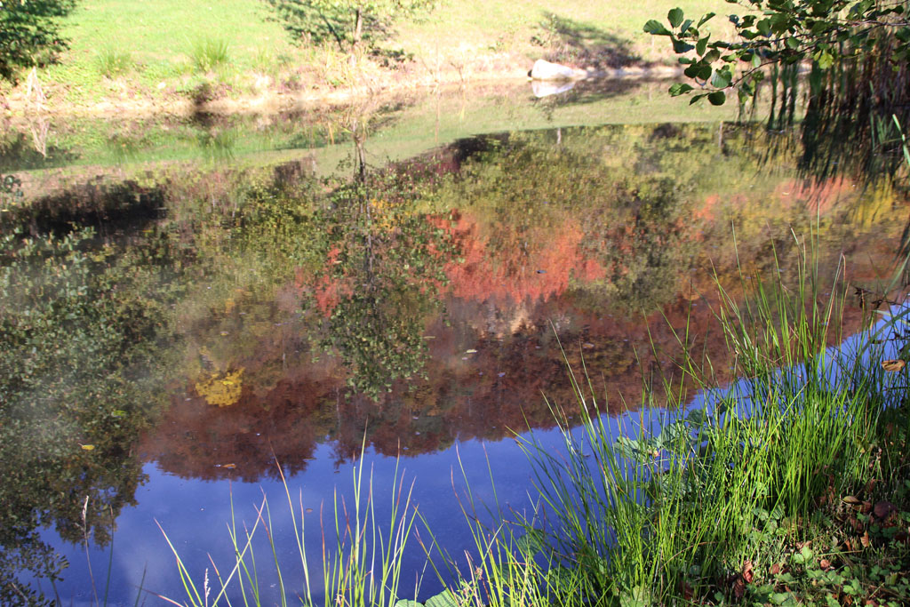 Oktober am Teich in Fölling Foto & Bild pflanzen, samen, fotos