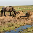 Oktober auf der Hallig Hooge (23) - 506