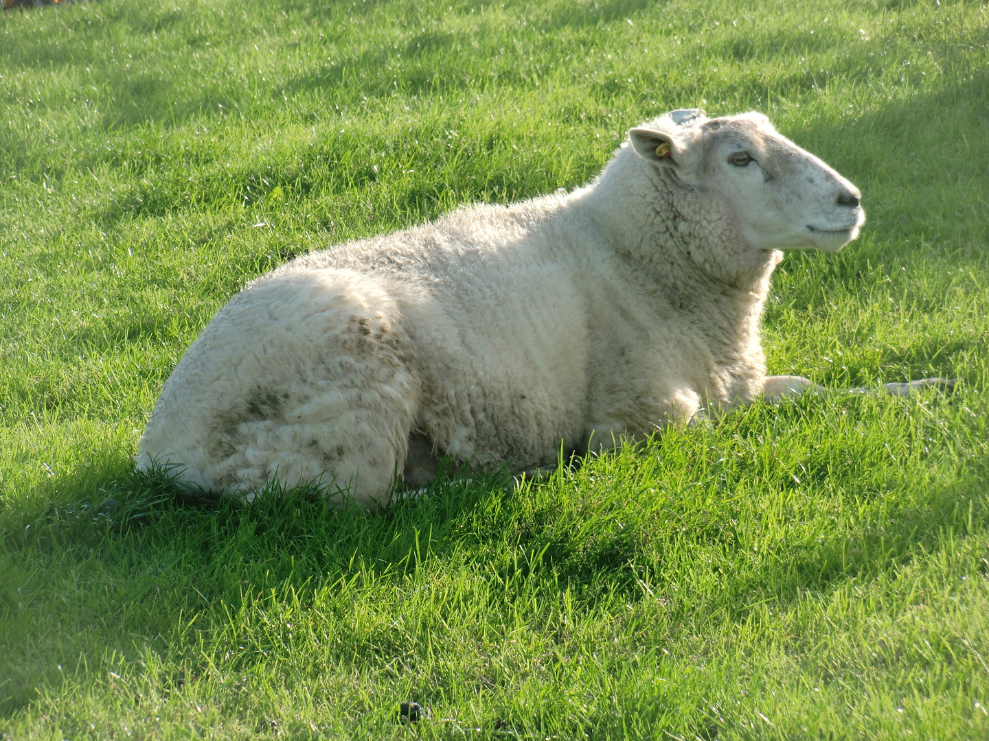 Oktober auf der Hallig Hooge (25) - 518