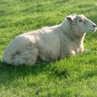 Oktober auf der Hallig Hooge (25) - 518