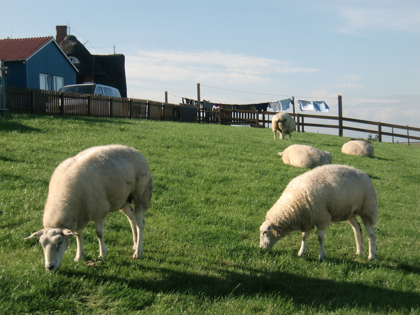 Oktober auf der Hallig Hooge (3) - 7462