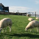 Oktober auf der Hallig Hooge (3) - 7462