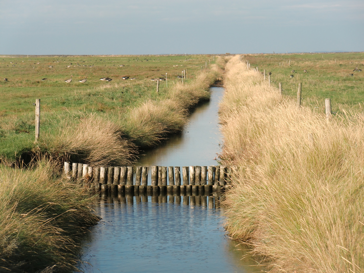 Oktober auf der Hallig Hooge (4) - 7471