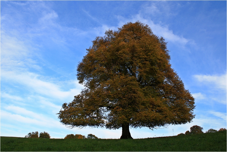 Oktober Baum