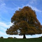 Oktober Baum