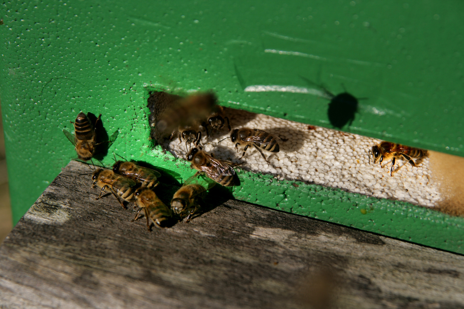 Oktober-Bienen