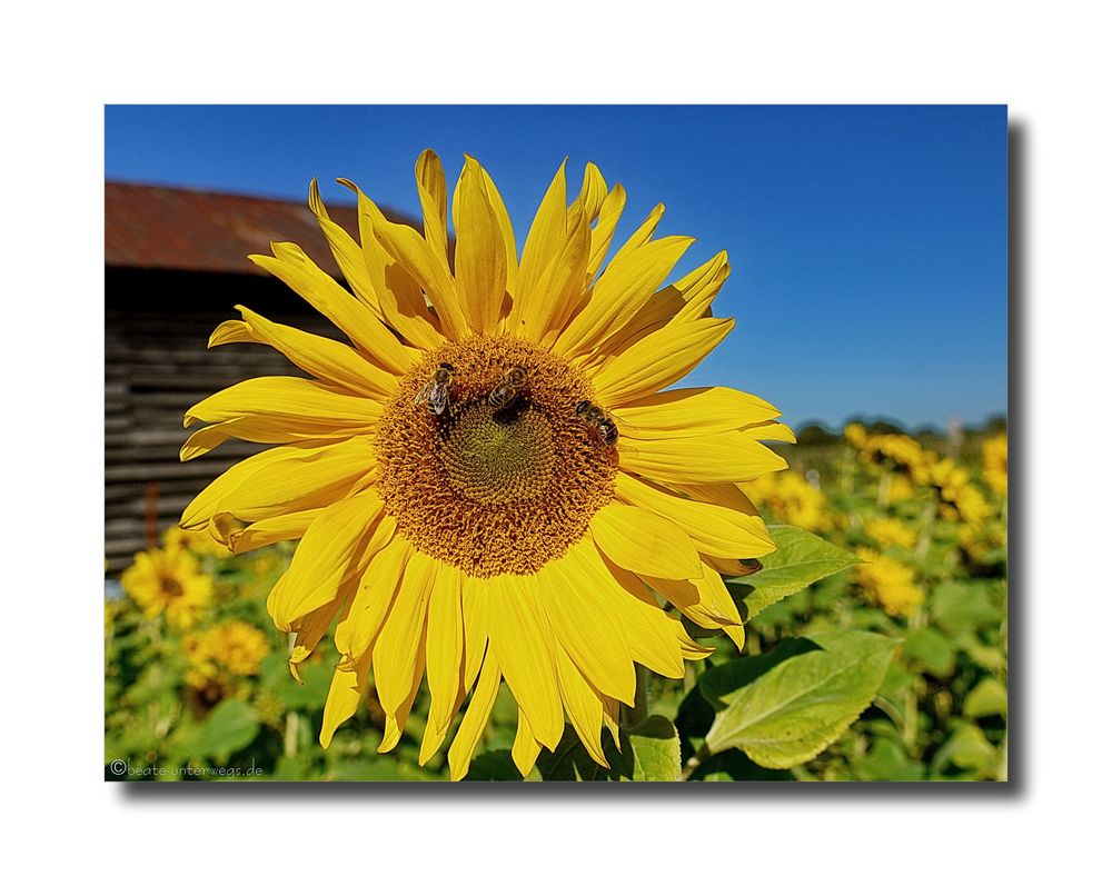 Oktober-Blümchen