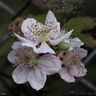 Oktober Blüte