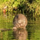 Oktober - das Wasser wird kälter