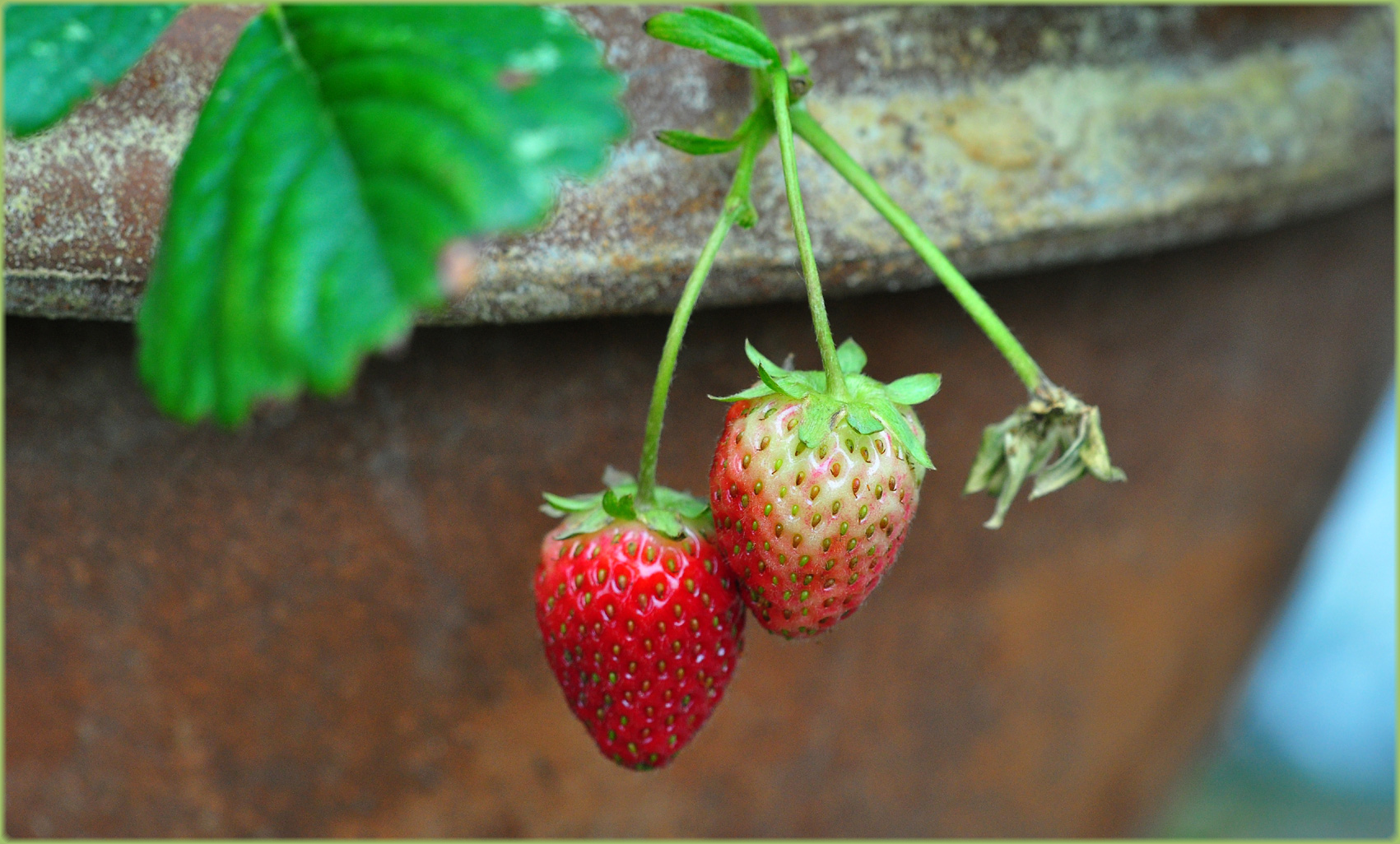 Oktober-Erdbeeren