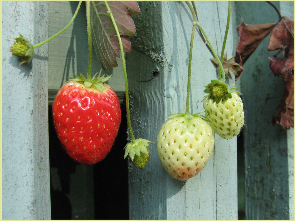 Oktober-Erdbeeren