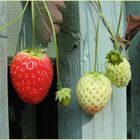 Oktober-Erdbeeren