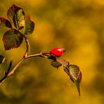 Oktober Farben