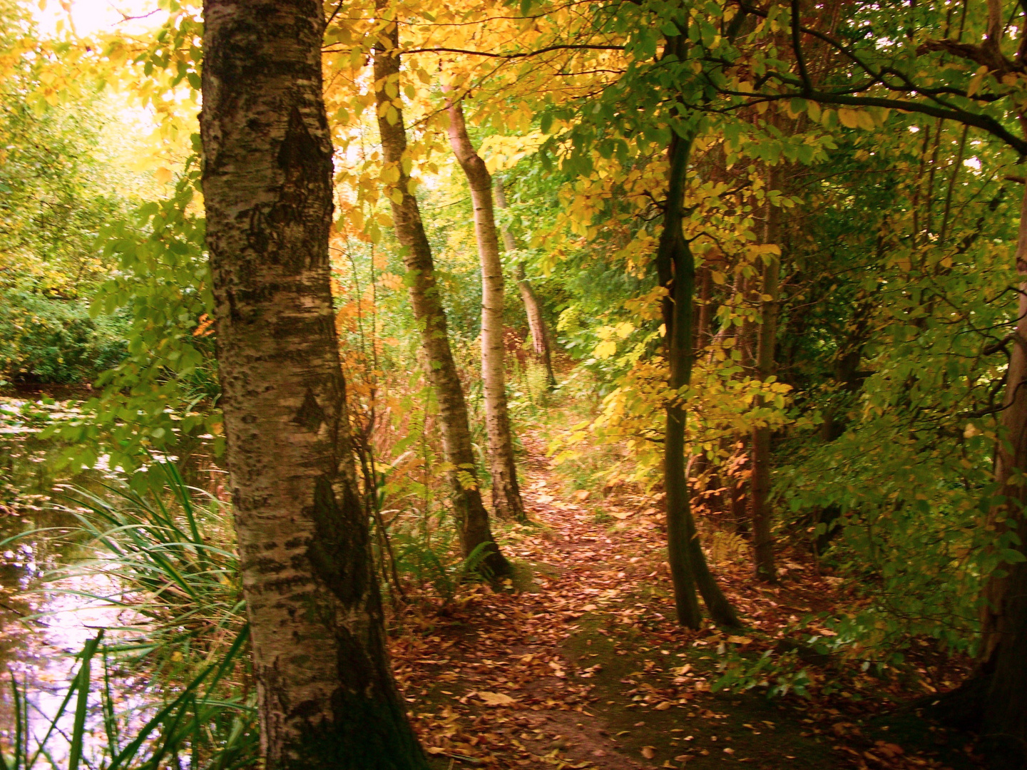 Oktober - Herbstsimmung am Teich