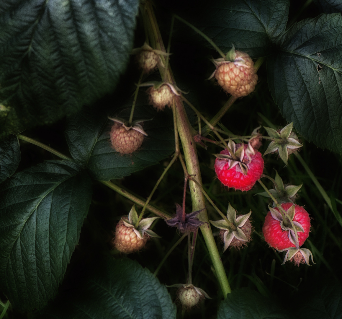 Oktober-Himbeeren